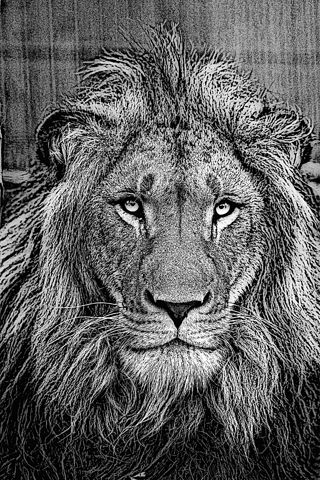 A Lion's Roar Poetry A Lion's Roar Poetry